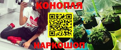 сатива Новозыбков